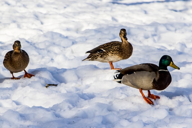 Canards sauvages sur fond de neige