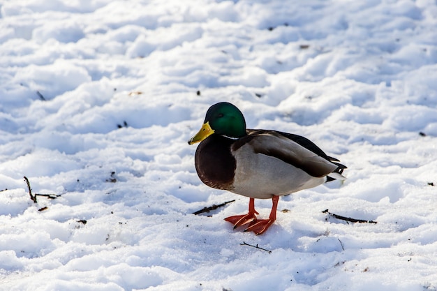 Canards sauvages en hiver sur un fond de neige. Un troupeau cherche de la nourriture.