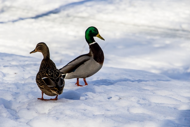 Canards sauvages en hiver sur un fond de neige. Un troupeau cherche de la nourriture.