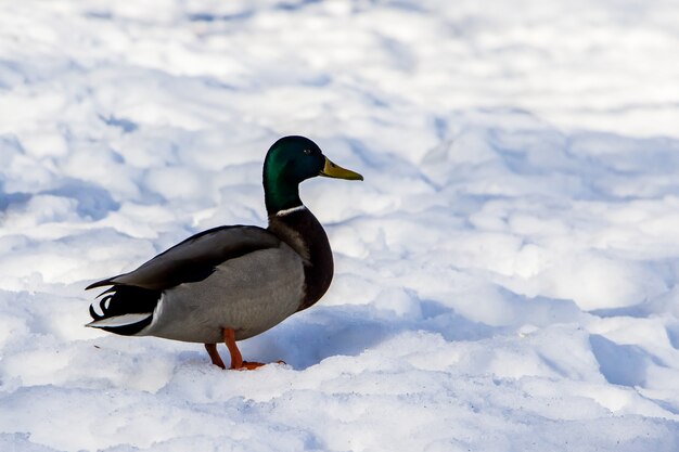 Canards sauvages en hiver sur fond de neige. Un troupeau cherche de la nourriture.