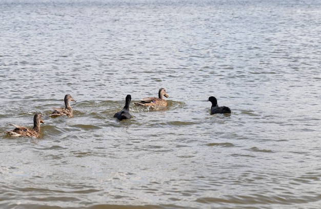 Canards sauvages migrateurs dans les lacs européens