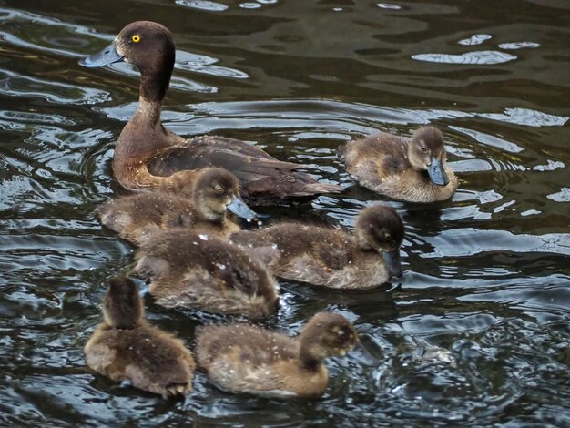 Canards sauvages nageant dans les canaux du parc Pavlovsky. Pavlovsk, Russie.