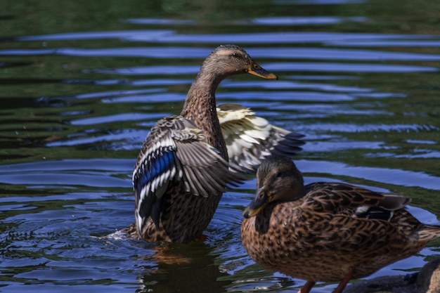 Photo des canards sauvages nagent dans le lac.