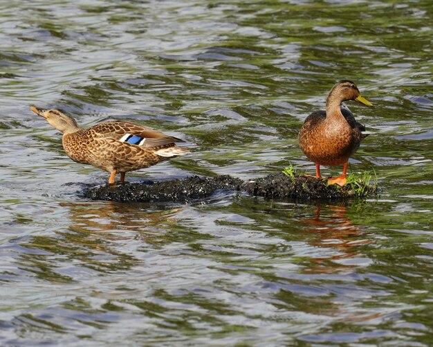 Des canards sauvages nagent dans le lac.