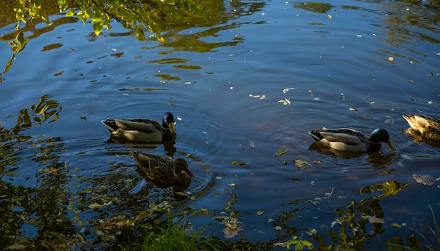 des canards sauvages nagent sur l'eau