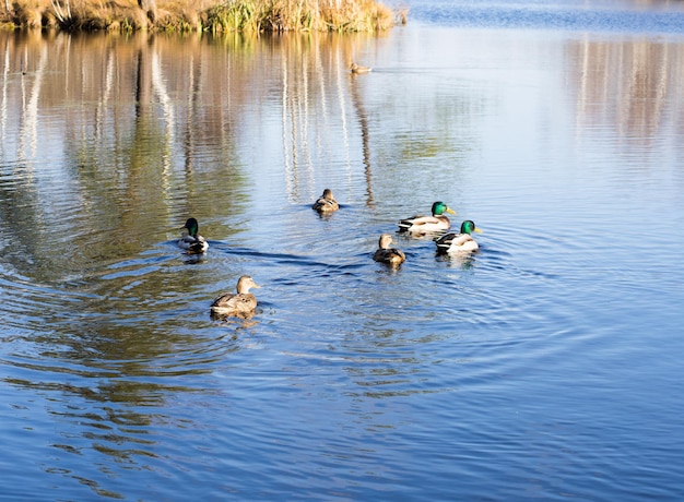 Les canards sauvages nagent sur le lac d'automne