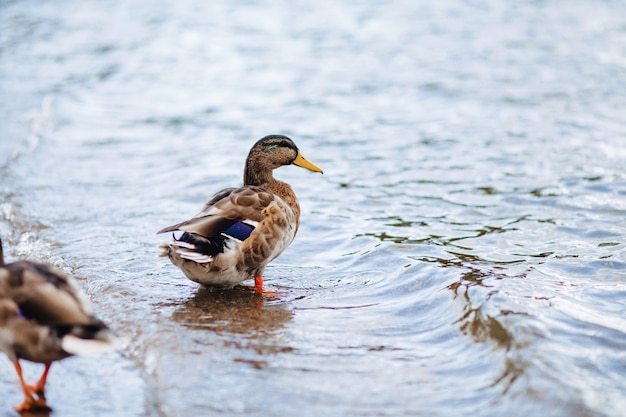 Canards sauvages près de l&#39;eau