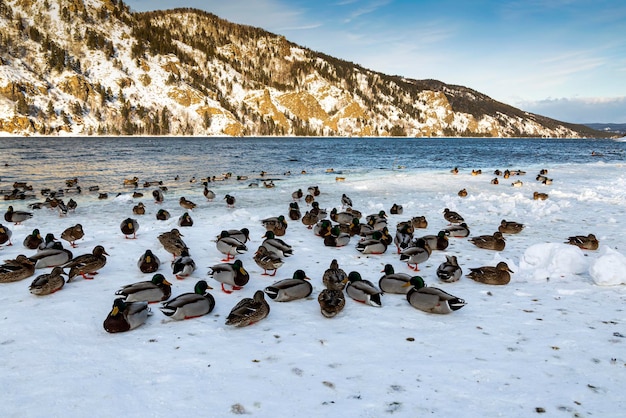 Les canards sauvages s'assoient sur la rive gelée de la rivière en hiver.