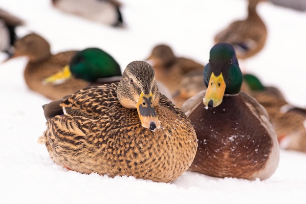 Des canards sauvages se promènent dans la neige près de l'étang du parc de la ville