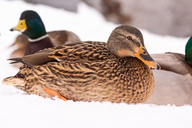 Des canards sauvages se promènent dans la neige près de l'étang du parc de la ville