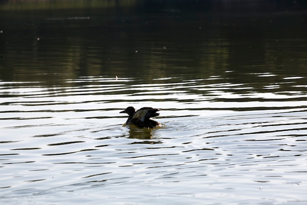 Canards sauvages