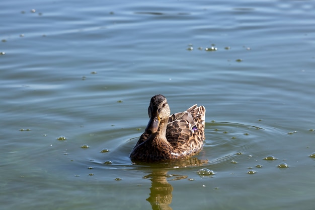 Canards sauvages