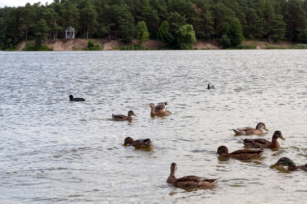 Canards sauvages