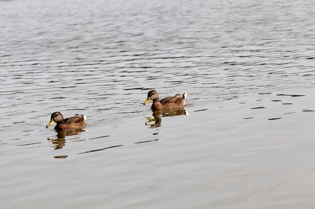 Canards sauvages