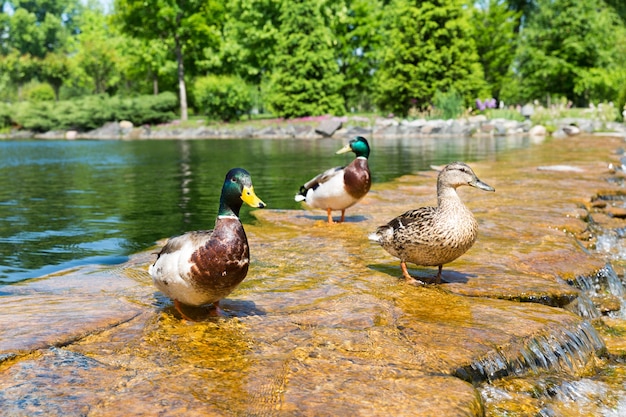 Canards Sauvages