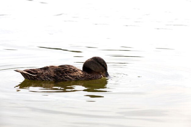 Canards de sauvagine sauvage dans la nature