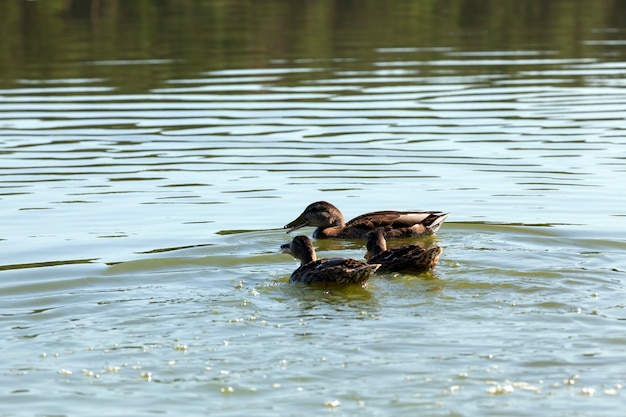 canards de sauvagine