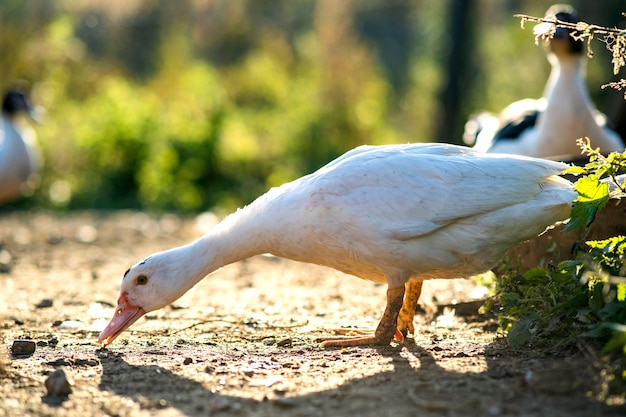 Les canards se nourrissent de basse-cour rurale traditionnelle. Détail d'une tête de canard. Gros plan d'oiseaux aquatiques debout sur la cour de la grange. Concept d'élevage de volailles en libre parcours.