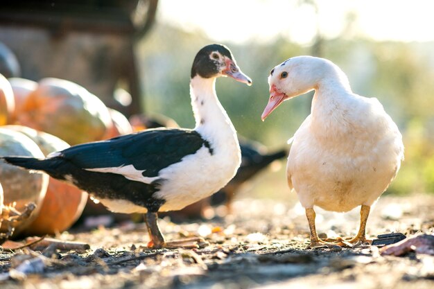 Les Canards Se Nourrissent De Basse-cour Rurale Traditionnelle. Détail D'une Tête De Canard. Gros Plan D'oiseaux D'eau Debout Sur La Cour De La Grange. Concept D'élevage De Volaille En Libre Parcours.