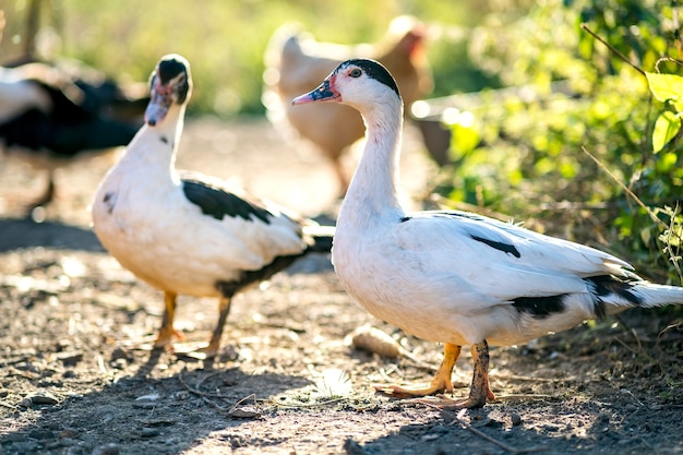 Les canards se nourrissent de basse-cour rurale traditionnelle.