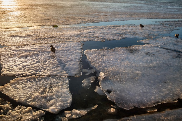 Les canards se précipitent sur le lac de glace, les banquises se fissurent