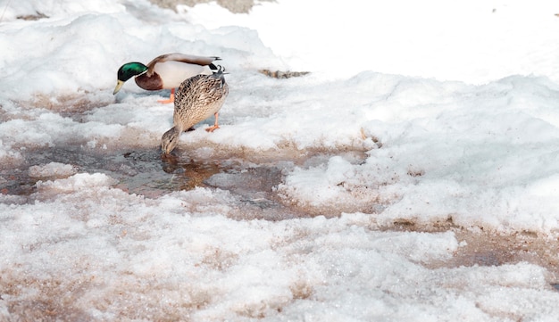 Les canards se promènent dans le parc en hiver et boivent de l'eau d'une flaque d'eau. Oiseaux hivernant en Russie. Canards marchant dans la neige