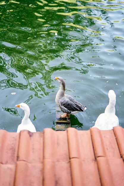 Les canards se tiennent sur des perchoirs dans la vue de dessus de l'étang