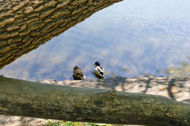 Les canards sont assis sur la rive du lac.