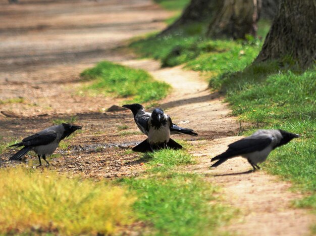 Photo des canards sur le terrain.