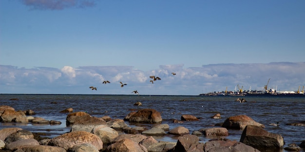 Photo canards volants