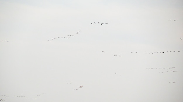 Photo les canards volent un jour de printemps