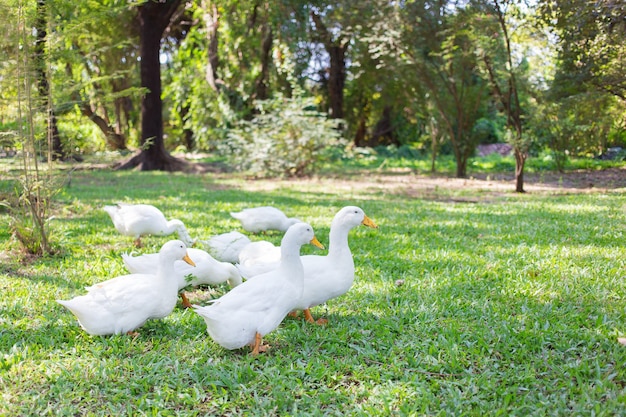 Les canards Yi-Liang sont de couleur blanche et les ornithorynques jaunes se promènent dans le jardin verdoyant.