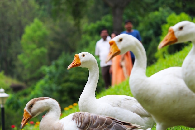 Photo canards