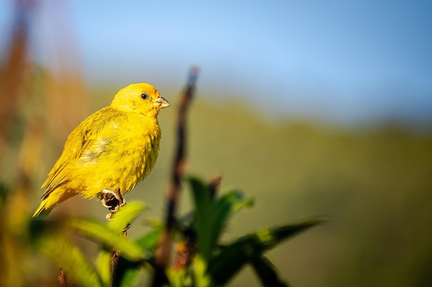 Canari au sol Sicalis flaveola perché sur une branche d'arbre forêt et fond de ciel bleu