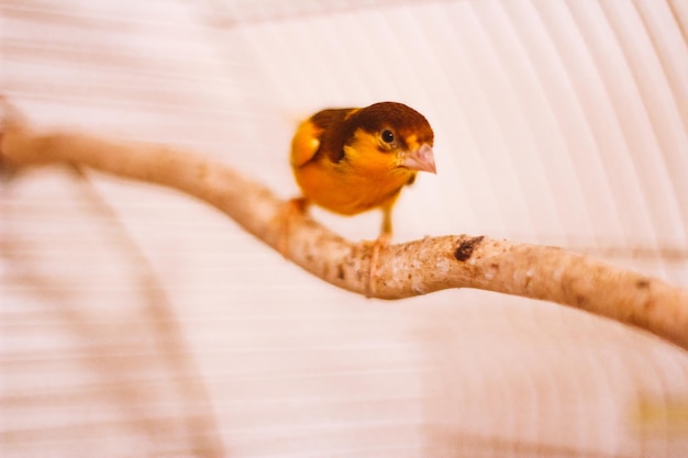 Un canari jaune dans une cage oiseau chanteur domestique