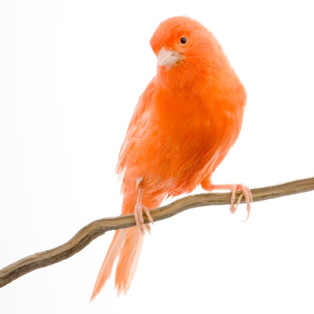 Canari rouge sur son perchoir isolé