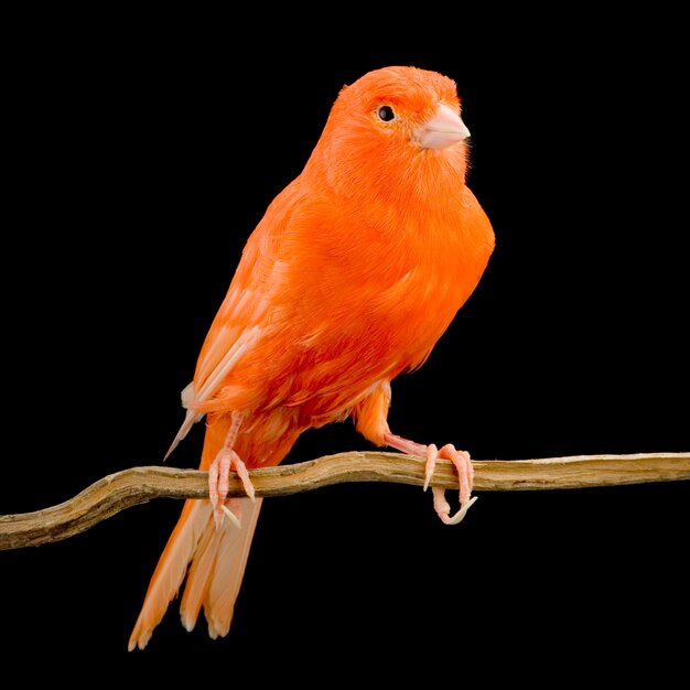 Canari rouge sur son perchoir isolé