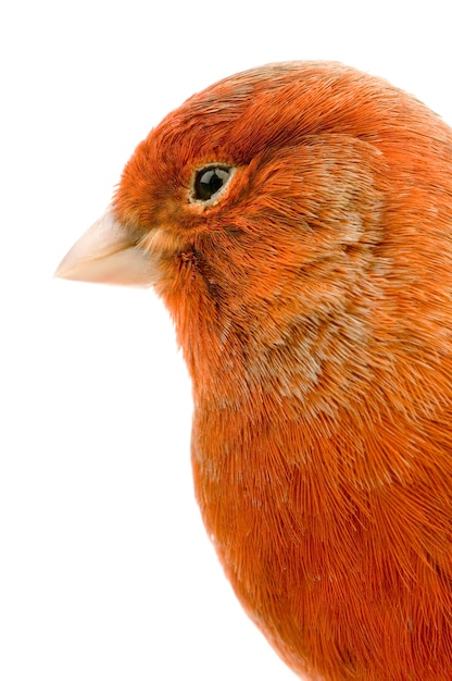 Canari rouge sur son perchoir isolé