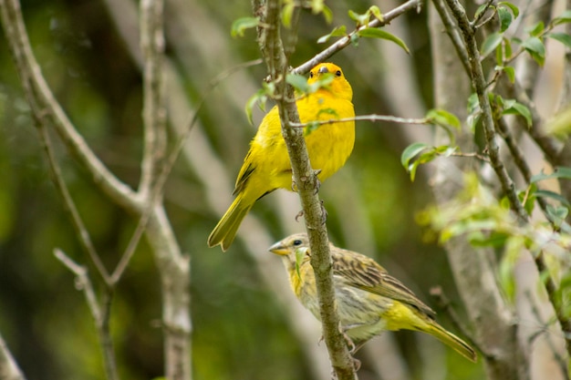 Photo canario da terra oiseau de la faune brésilienne à sao paulo sp bel oiseau jaune