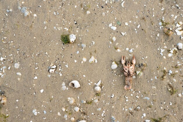 Le cancer se trouve sur le sable avec des coquillages