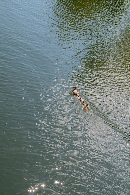 La cane et les canetons flottent dans le lac