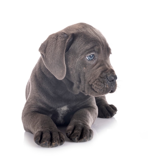 Cane chiot corso