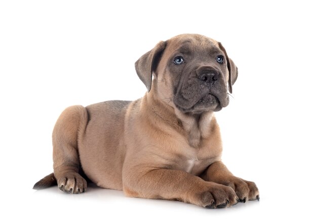 Cane chiot corso