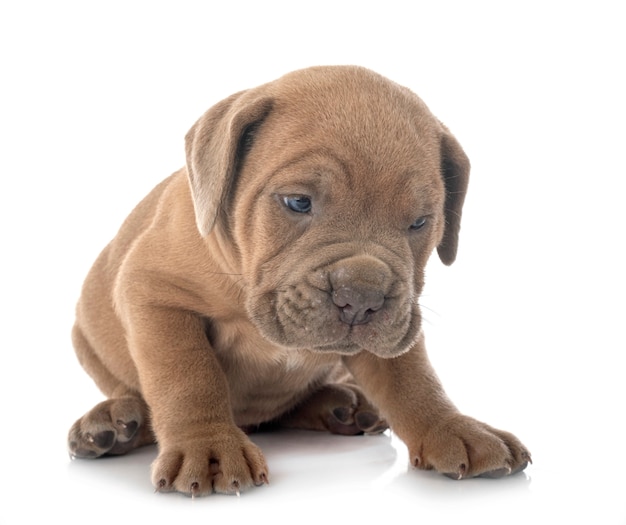 Cane chiot corso