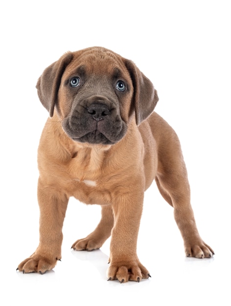 Cane chiot corso