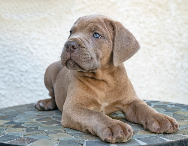 Cane chiot corso