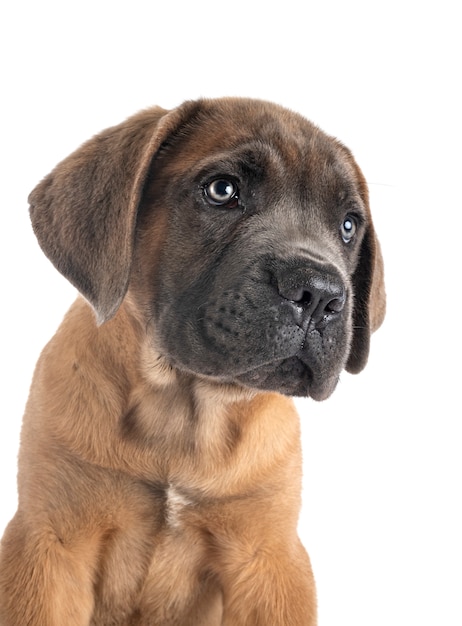 Cane chiot corso