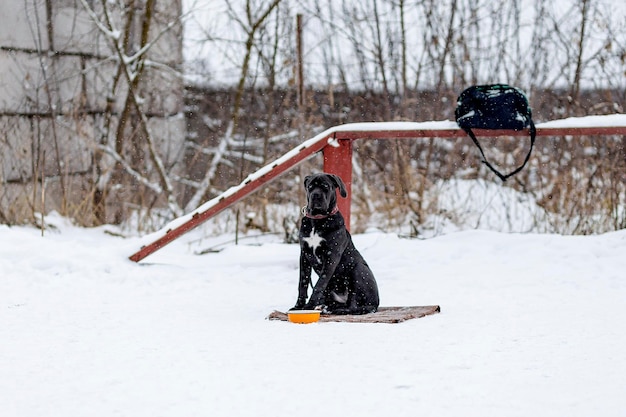 Cane Corso attend son maître dans le froid