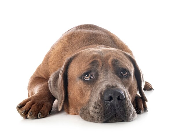 Cane corso sur blanc isolé