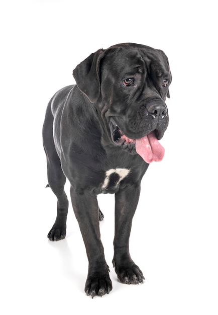 Cane corso sur blanc isolé